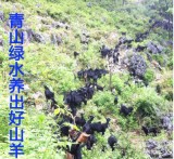 麻城本地黑山羊，正宗散养鲜活羊、（自提预订、具体价格请联系在线客服）